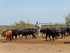 JOUNEE EN CAMARGUE DU DIMANCHE