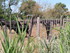 JOUNEE EN CAMARGUE DU DIMANCHE