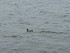 BALADE AUTOUR DU LAC DE VILLEN