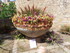JOURNEE A LA FÊTE DES FLEURS 