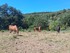 BALADE AU CAUSSE DANS LES ASPR