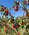 FÊTE DE LA CERISE A CERET EN 