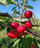 FÊTE DE LA CERISE A CERET EN 