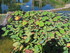 JOURNEE AU JARDIN SAINT ADRIEN