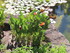 JOURNEE AU JARDIN SAINT ADRIEN