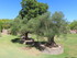 JOURNEE AU JARDIN SAINT ADRIEN