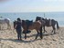 RENCONTRE INSOLITE A LA MER ME