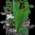 mask muguet série nature