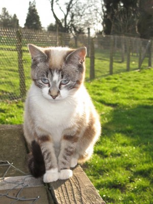 agence de rencontre lisieux