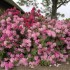 LE RHODODENDRON FLEUR NATIONALE DU NEPAL