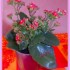 LE KALANCHOE.