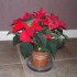 LE POINSETTIA.