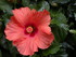 L'HIBISCUS, LA ROSE DE CHINE