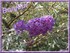 BUDDLEIA