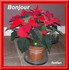 #NoëlVef FLEURS DE LA SAINTE NUIT