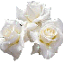 PENSEES POUR VOUS TOUTES ET TOUS