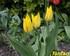 JOLIES TULIPES DE MON JARDIN