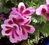PLANTES DE MON JARDIN