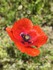 LE COQUELICOT