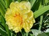 JOLIES FLEURS
