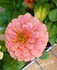 LE ZINNIA