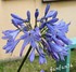 L'AGAPANTHE