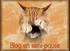 BLOG EN PAUSE