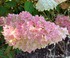L'HORTENSIA PANICULÉ