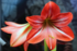 La Fleur d’Amaryllis et ses 
