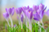 Le crocus