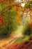 Poème. Les arbres d'octobre