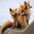 Pourquoi aimer les animaux ?