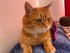Bob le chat