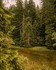 L'ancienne forêt