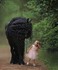 Princesses et animaux