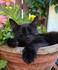 Adorables animaux