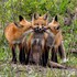 Adorables animaux