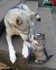 Adorables animaux