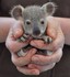 Adorables animaux