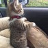 Adorables animaux