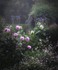 Fairytale Garden