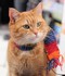 Bob le chat
