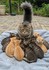 Adorables animaux