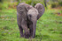 Adorables animaux