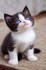 Adorables chats et chatons