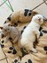 Adorables chats et chatons