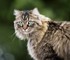 Adorables chats et chatons