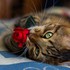 Adorables chats et chatons