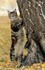 Adorables chats et chatons