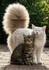 Adorables chats et chatons